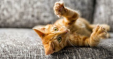 Best advice on household cleaning, the fur of house animals can be easily removed using simple procedures