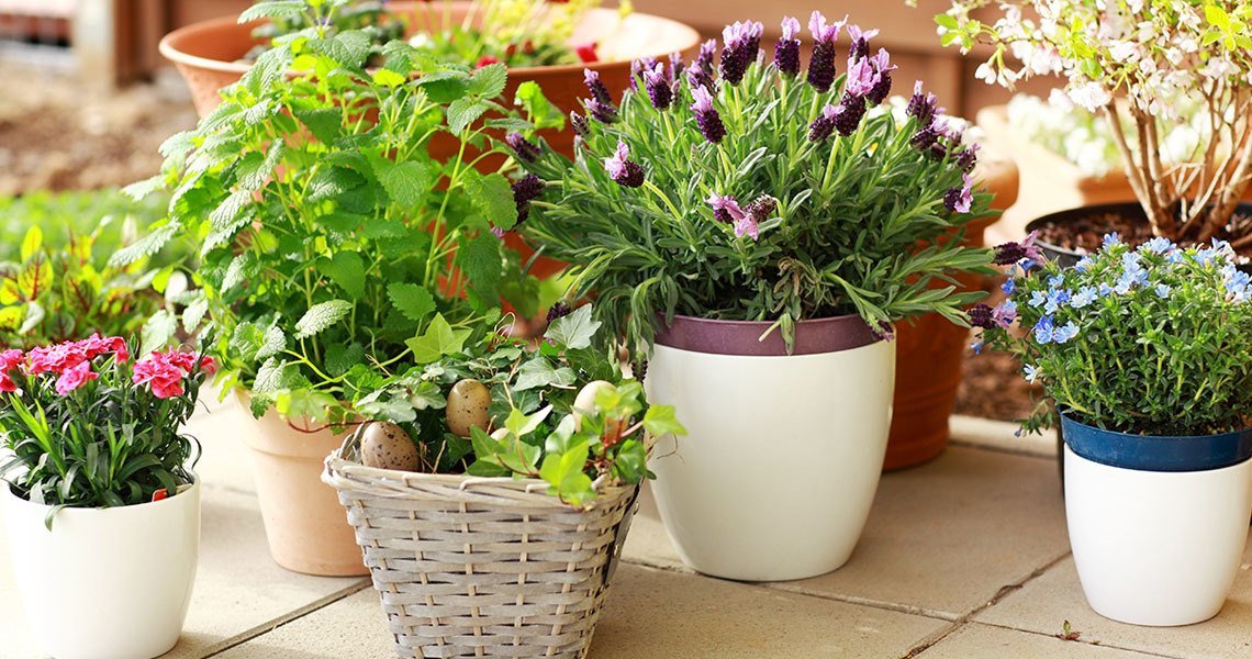 Bien Magazine - If you have the tendency to forget about your home garden, you have to get plants for the busy
