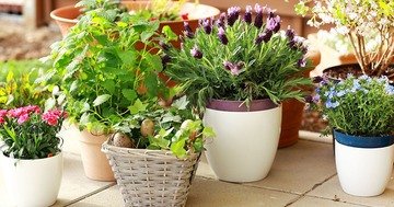 Bien Magazine - If you have the tendency to forget about your home garden, you have to get plants for the busy