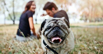 Online magazines uk remind you that a dog, even one you know very well, can behave unpredictably