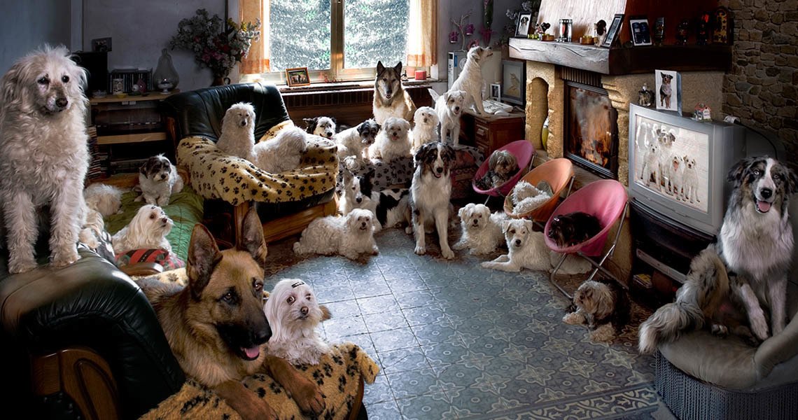 Bien Magazine - Living together requires many compromises – one of the more serious ones is accepting your partner’s pet
