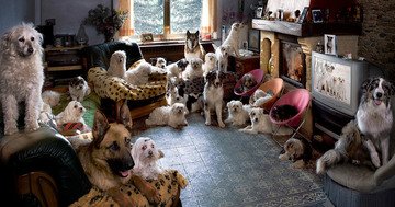 Bien Magazine - Living together requires many compromises – one of the more serious ones is accepting your partner’s pet